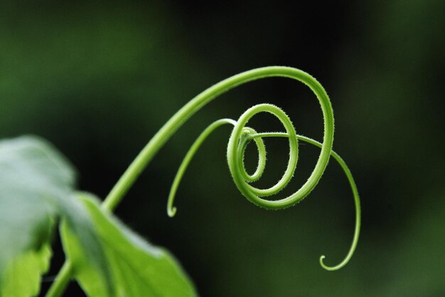 Foto close-up van de groene plant