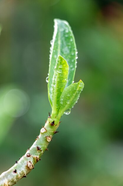 Foto close-up van de groene plant