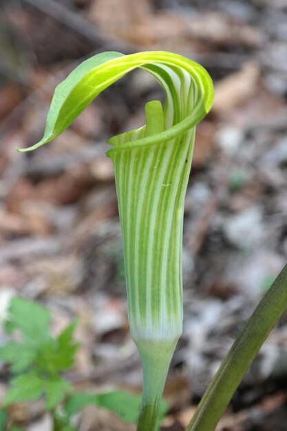 Foto close-up van de groene plant