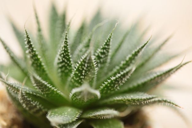 Close-up van de groene plant
