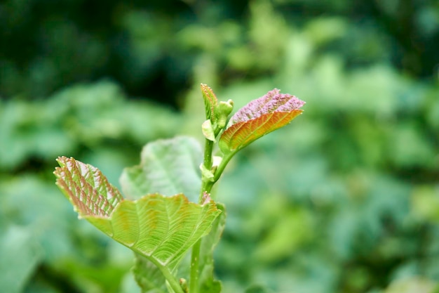 Close-up van de groene plant