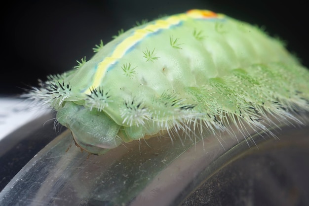 Foto close-up van de groene rapala pheretima sequeira rups