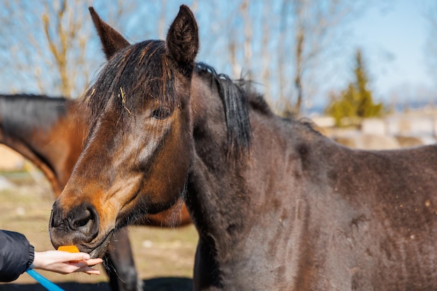 Close-up van de hand die het paard voedt