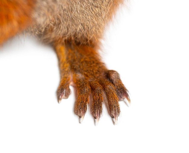 Close-up van de hand en vingers van een Euraziatische rode eekhoorn