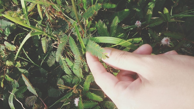 Foto close-up van de hand-holding plant