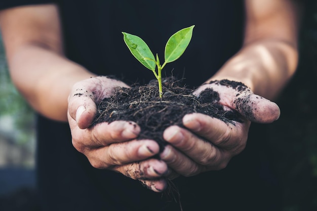 Close-up van de hand-holding plant