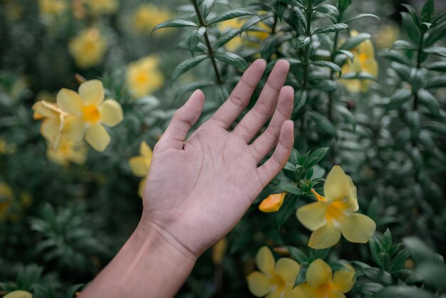 Foto close-up van de hand op een gele bloeiende plant