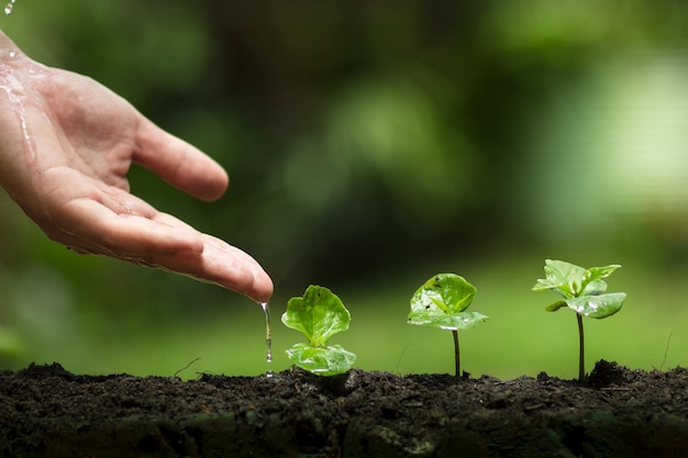 Close-up van de hand per plant
