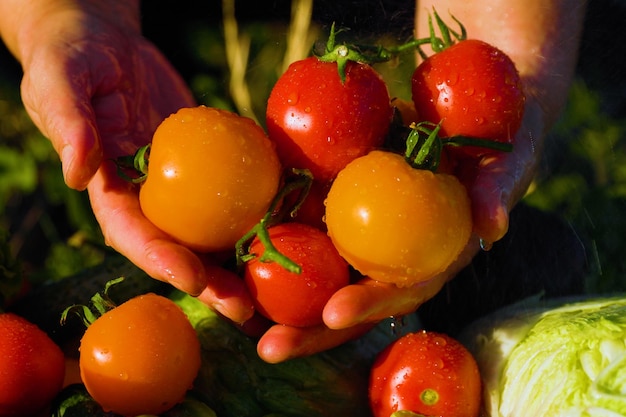 Close-up van de hand van de boer met een bos tomaten die met water worden besprenkeld