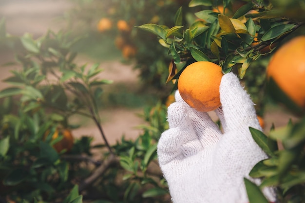 Foto close-up van de hand van de boer of tuinman met handschoen die sinaasappel aan de boom controleert
