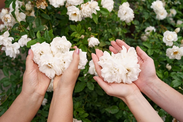 Close-up van de hand van de vrouw met mooie witte rozen Selectieve focus op bloemen Bloemenrozen bloeien in rozentuin