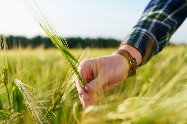 Close-up van de hand van een boer die tarweoren in het veld aanraakt Agronoom tijdens de inspectie van de toekomstige oogst