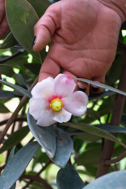 Close-up van de hand van een vrouw die een tropische exotische bloem vasthoudt