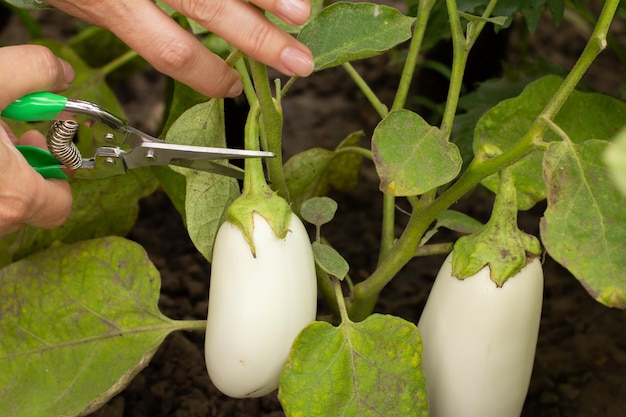 Close-up van de handen van de vrouw met een snoeischaar die rijpe aubergines in de tuin verzamelt