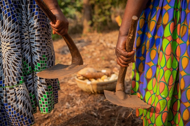 Close-up van de handen van twee Afrikaanse vrouwen die twee schoffels houden met een mand met de oogst van de veldenvrouwen en werk in het veldenconcept