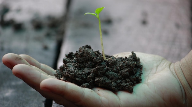 Close-up van de handhoudende plant