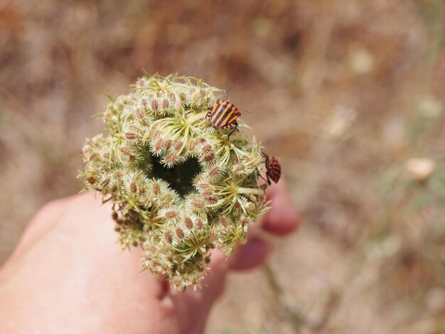 Close-up van de handhoudende plant