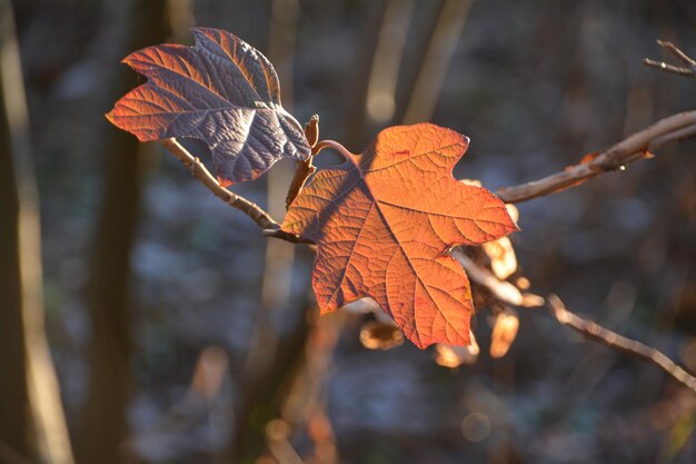 Foto close-up van de herfstboom