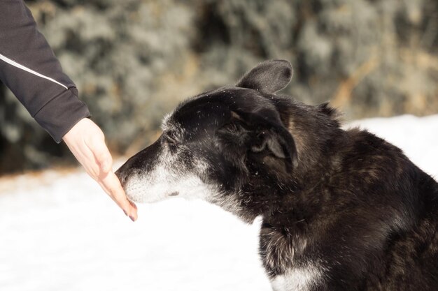 Foto close-up van de hond bij de hand