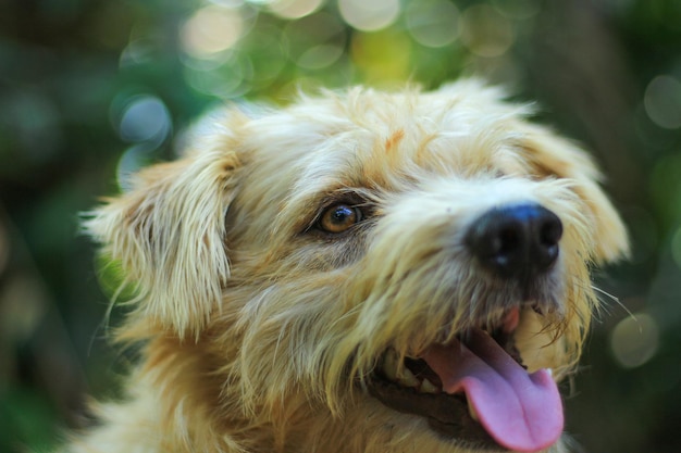 Close-up van de hond die wegkijkt