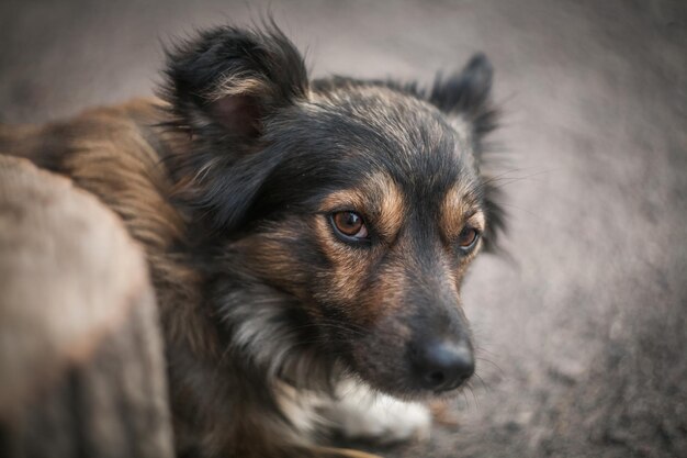 Foto close-up van de hond die wegkijkt