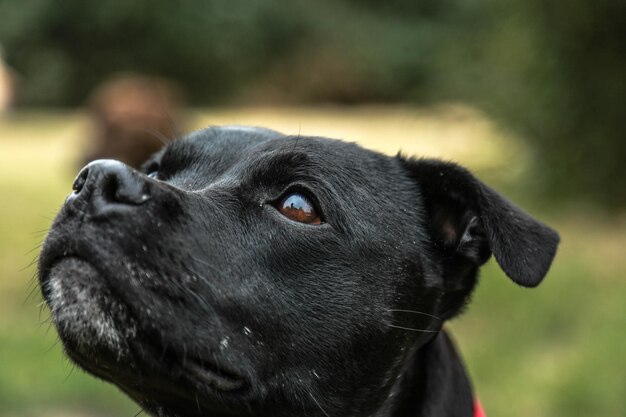 Foto close-up van de hond die wegkijkt