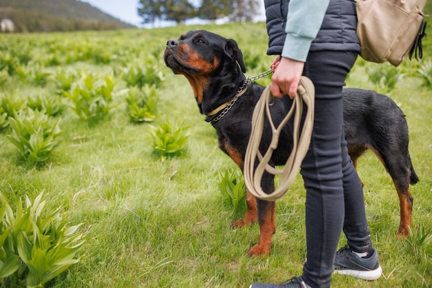 Close-up van de hond van het Rottweiler-ras met kraag en riem in handen staat in de buurt van Meesteres op weide met vegetatie