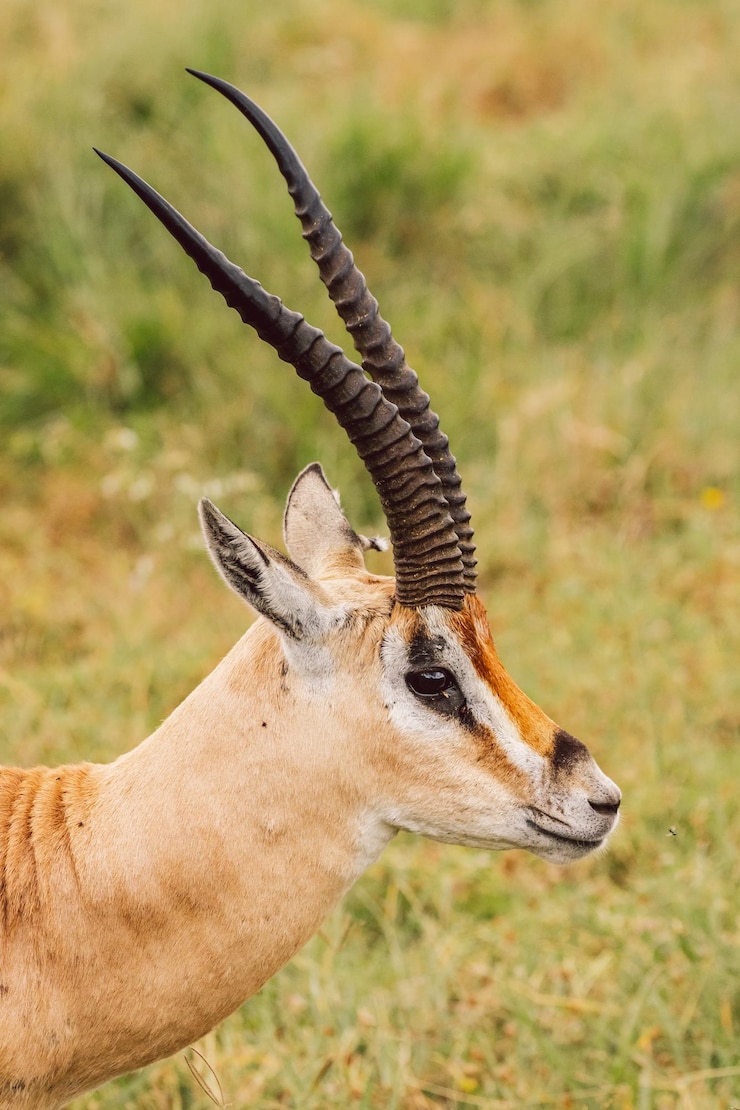 Foto close-up van de impala antilope op het veld