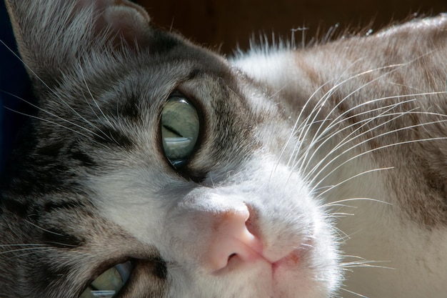 Close-up van de kattenoog-look aan de voorkant met een donkere bruine achtergrond