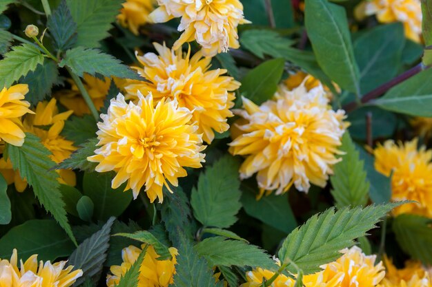 Close-up van de kerria japonica pleniflora-struik