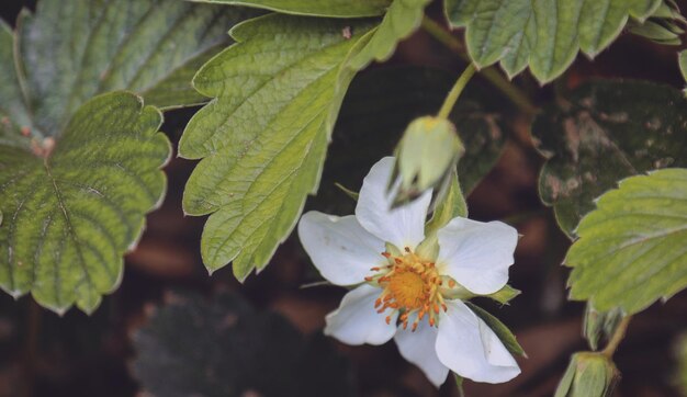 Close-up van de kersenbloesem