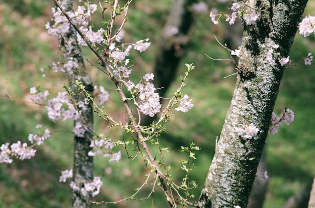 Close-up van de kersenbloesemboom