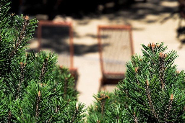 Foto close-up van de kerstboom in de winter