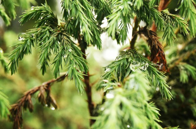 Foto close-up van de kerstboom