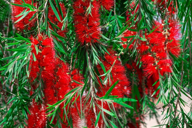 Foto close-up van de kerstboom