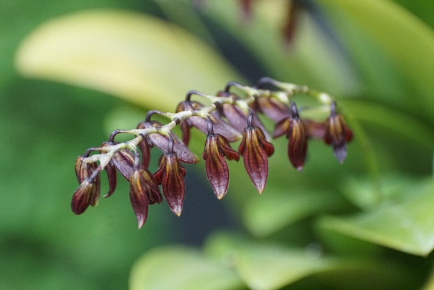 Close-up van de kleine donkere bloemen van Stelis Immersa-orchideeën