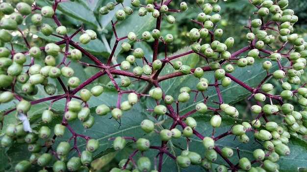 Foto close-up van de knoppen op de plant