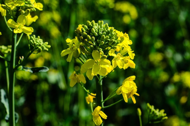 Close-up van de koolzaadbloem