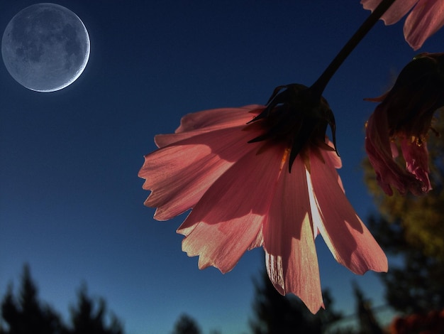 Foto close-up van de kosmische bloem tegen de idyllische maan