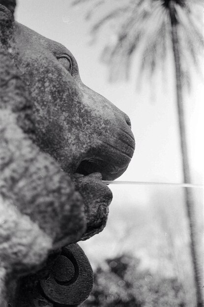 Foto close-up van de leeuwensculptuurfontein