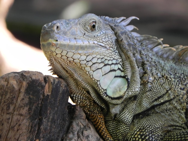 Close-up van de leguaan