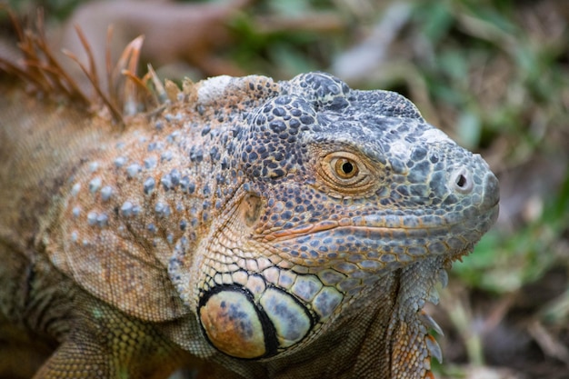 Close-up van de leguaan