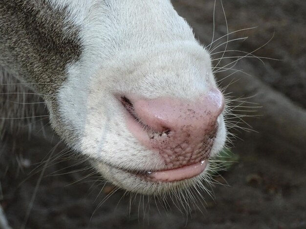 Foto close-up van de leguaan