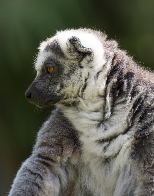 Foto close-up van de lemur