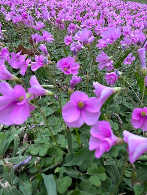 Close-up van de lila bloemen van klaverblaadjes