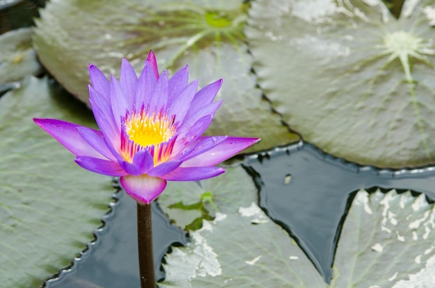 Close-up van de lotus waterlelie in de vijver