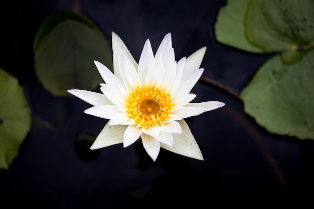 Close-up van de lotus waterlelie in de vijver