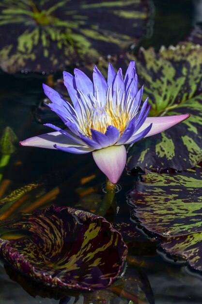 Foto close-up van de lotus waterlelie in de vijver