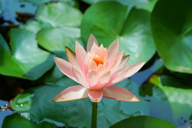 Close-up van de lotus waterlelie in de vijver