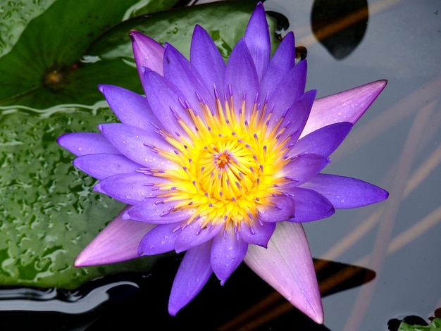 Close-up van de lotus waterlelie in de vijver